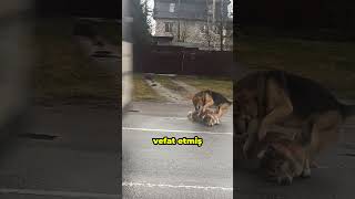 Köpek Kardeşini Kurtarmaya Çalışıyor. Ama ...