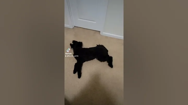 Portuguese Water Dog Zoomies