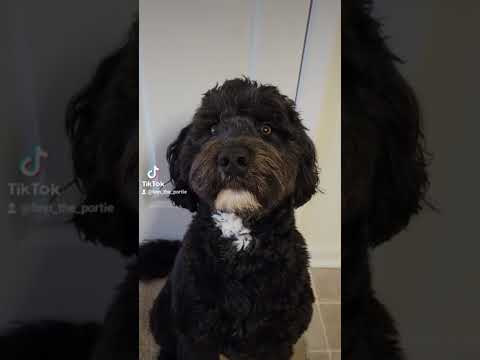 Video: Pugapoo