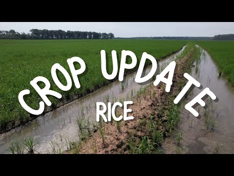 Mid-Season Rice Update