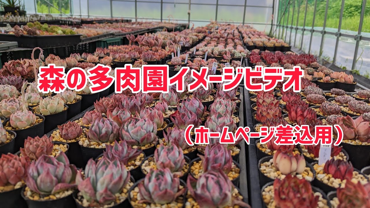 多肉植物カット苗の通販 | エケベリア(韓国苗)多肉植物専門店 | 森の多肉園