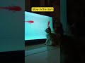 glow in the dark! #cat #jump #wrap #happy #glowinthedark #fishingvideo