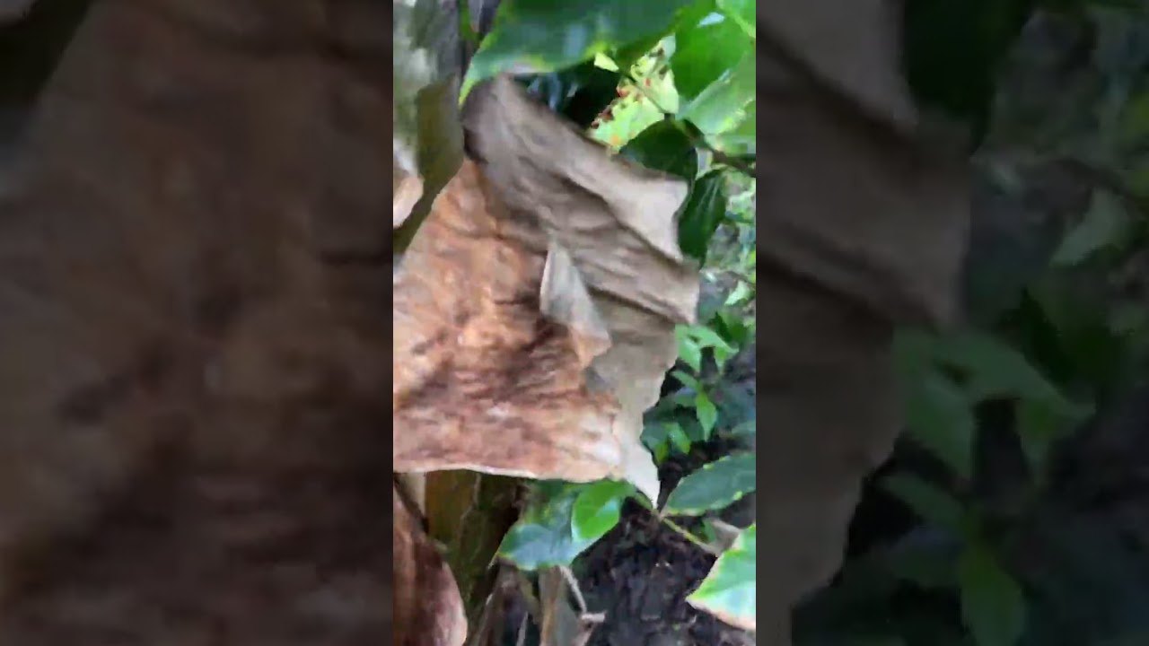 Está Esta es la jente de acero