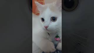 Sweetu Ki Masti | Cute Kitten | @Sweetupersiancat2024 by Sweetu - The Persian Cat 44 views 2 weeks ago 4 minutes, 3 seconds
