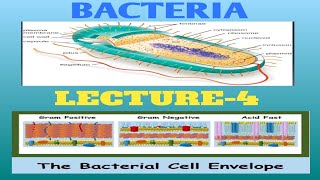 Bacteriolgy lecture-4/ Cell envelope/ GRAM POSTIVE/GRAM NEGATIVE/ACID FAST BACTERIA