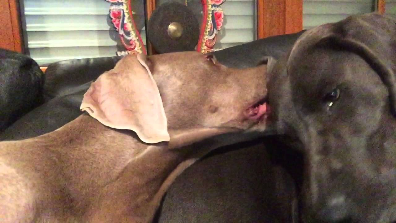Weimaraner beim Kampfschmusen - YouTube hunde-allerlei