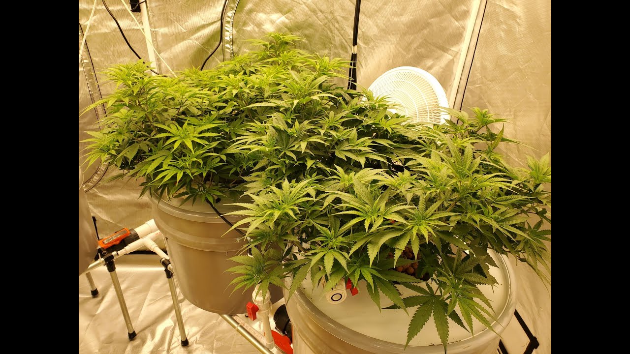 Spider Farmer SE-7000 Seed to Harvest Series: Week 10... Defoliating Large Fan Leaves Solves Problem
