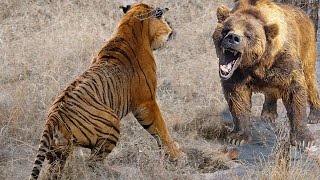 Extreme fights Tiger vs Bear , Wild Animals Attack