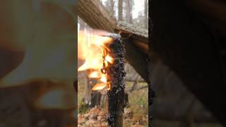 Solo Buschraft In The Forest🔥 Easy Ways To Make Your Wildlife Slightly Better😏 #Bushcraft #Survival