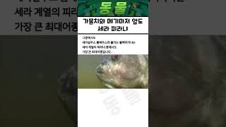 아마존 강 최강의 생물 블랙 피라냐의 정체는?