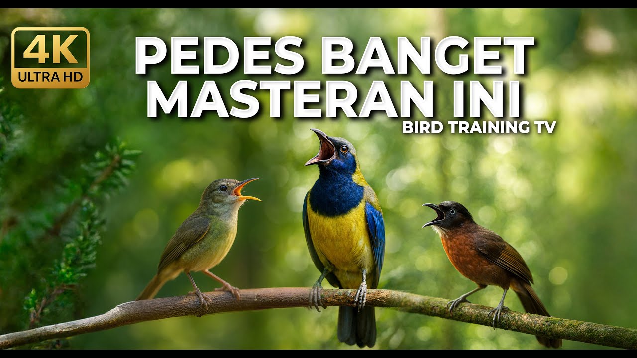 🔴 Live Masteran Kolibri Manggar Betina Gacor Necret vs Cucak Cungkok Gacor Roll Speed Kasar