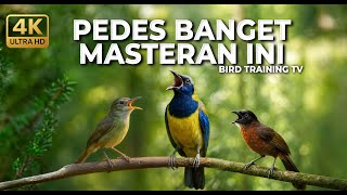 🔴 Live Masteran Kolibri Manggar Betina Gacor Necret vs Cucak Cungkok Gacor Roll Speed Kasar