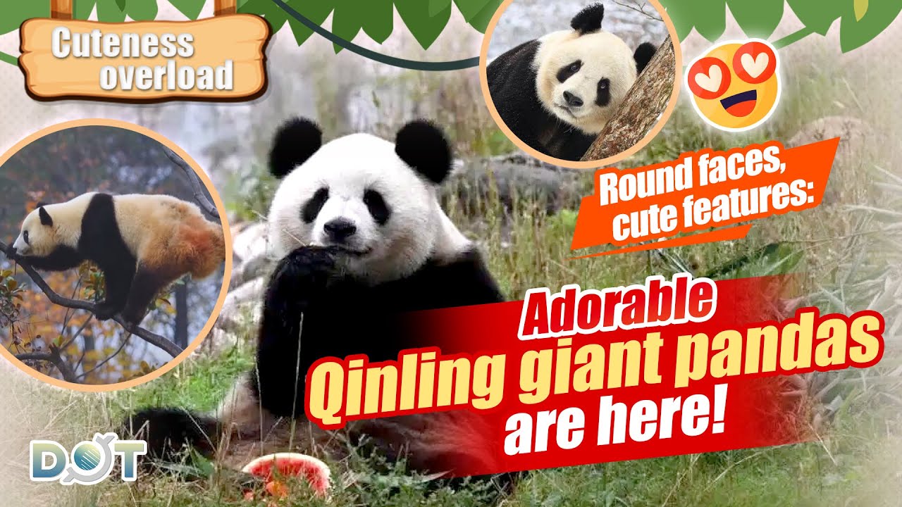 Cuteness Overload | Round faces, cute features: Adorable Qinling