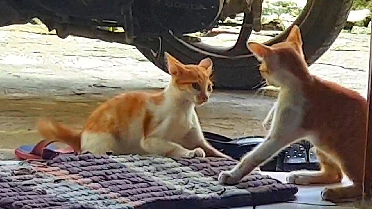 Anak Kucing Lucu Bermain Dan Bertengkar - YouTube