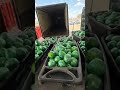 Meth found in cabbage in Texas