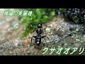 ◆横縞の美麗種 クサオオアリ◆＜2020.06.14＞【アリの巣】【蟻 飼育 観察 巣作り 捕食 実験】Japanese Ant