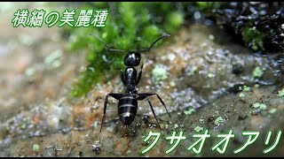 ◆横縞の美麗種 クサオオアリ◆＜2020.06.14＞【アリの巣】【蟻 飼育 観察 巣作り 捕食 実験】Japanese Ant