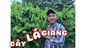 Cây Lá Giang trồng để làm gì?? | 0386569374 - Ngọc Ngân Bến Tre | Chuyên cây độc lạ