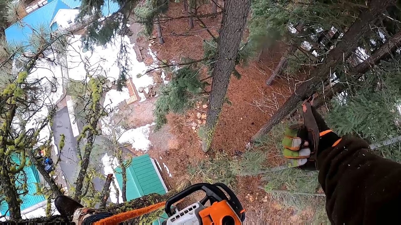 Pine tree Removal - Edited Montage - Tree Climbing - YouTube