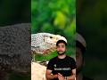 Monitor Lizardक्या है मॉनिटर छिपकली, के बारे में रोचक तथ्य#shorts #youtubeshort #lizard #animals