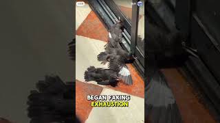 Burung-burung ini berpura-pura terluka. #hewanlucu #makanan #burung