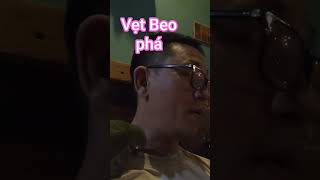 Vẹt tên Beo