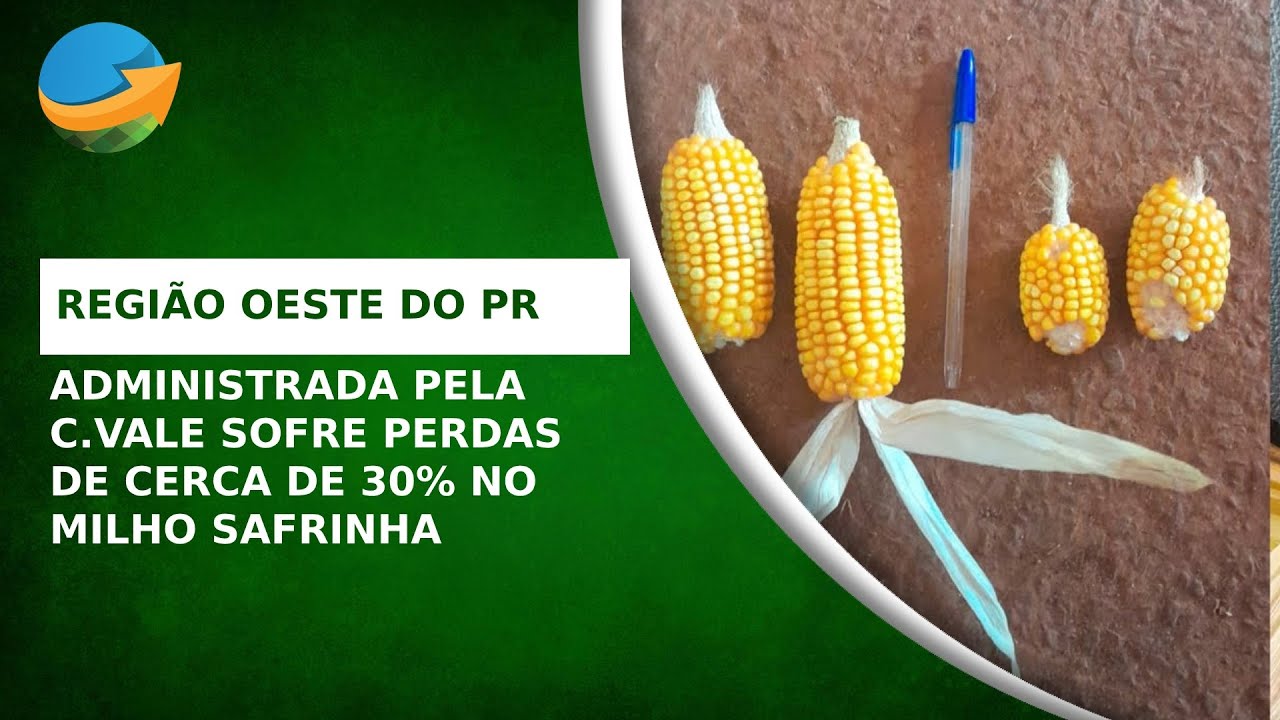 Região oeste do PR administrada pela C.Vale sofre perdas de cerca de 30% no milho safrinha por es...