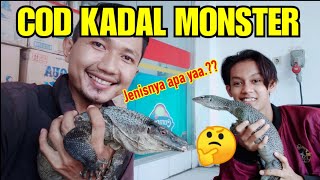 COD KADAL MONSTER