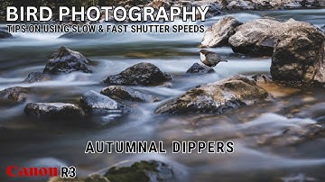 BIRD PHOTOGRAPHY | HOW TO PHOTOGRAPH DIPPERS | Using Fast & Slow Shutter Speeds | Canon R3 EF 500mm