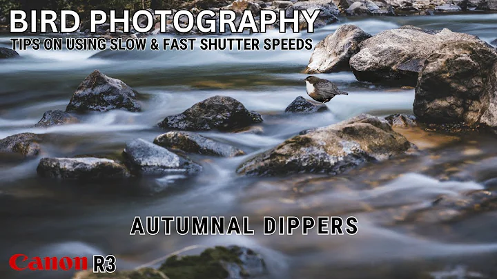 BIRD PHOTOGRAPHY | HOW TO PHOTOGRAPH DIPPERS | Usi...