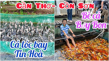 Du lịch Việt Nam- Đến Cồn Sơn xem cá lóc bay Tín Hòa-Bè cá Bảy Bon-Du lịch miền Tây Nam Bộ