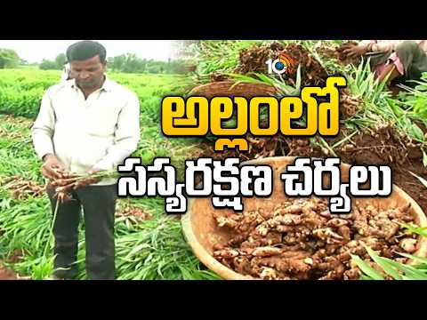 Ginger Pest and Disease Management | అల్లంలో సస్యరక్షణ చర్యలు | Matti Manishi | 10TV - 10TVNEWSTELUGU