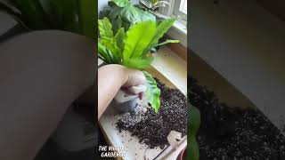 5 pet-safe air-purifying plants you’ll love 🌿🐾 clean air, happy pets!