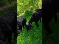 Cute Black Sheep &amp; Lambs 🐑🌿 | Peaceful Farm Life Moments #blacksheep #cuteanimals #animallovers