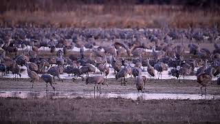 Sandhill Crane Migration