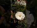 white button Rose #gardening #nature #shorts #trending #reels #plants
