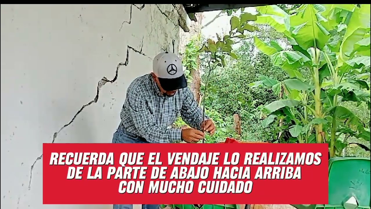 INJERTO de yema o escudete