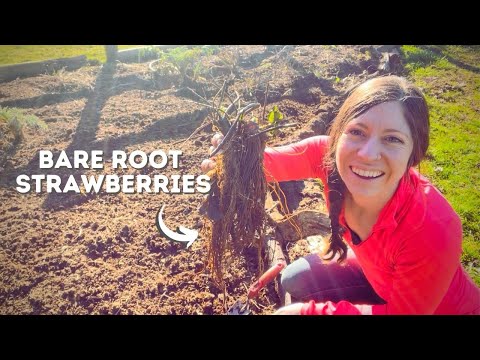 فيديو: نباتات الفراولة ذات الجذور العارية - تخزين وزراعة الفراولة ذات الجذور العارية