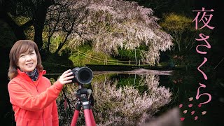 桜ライトアップ【リフレクションの見つけ方】ローポジション&雨