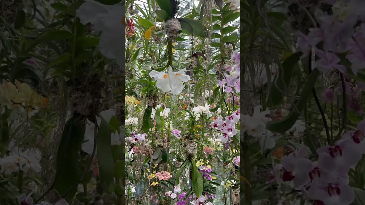 Team Labs - Floating Gardens - Tokyo 