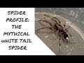 Spider profile: How dangerous is the white tail spider?