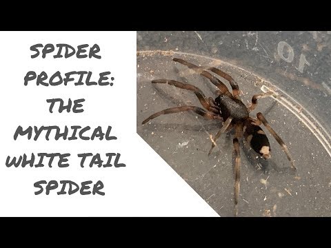 The Spider Seeker