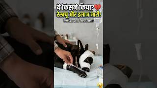 “Who did this? 😔 This innocent dog suffered for 4 days” #shorts #rescuedogs #doglove #dogaccident