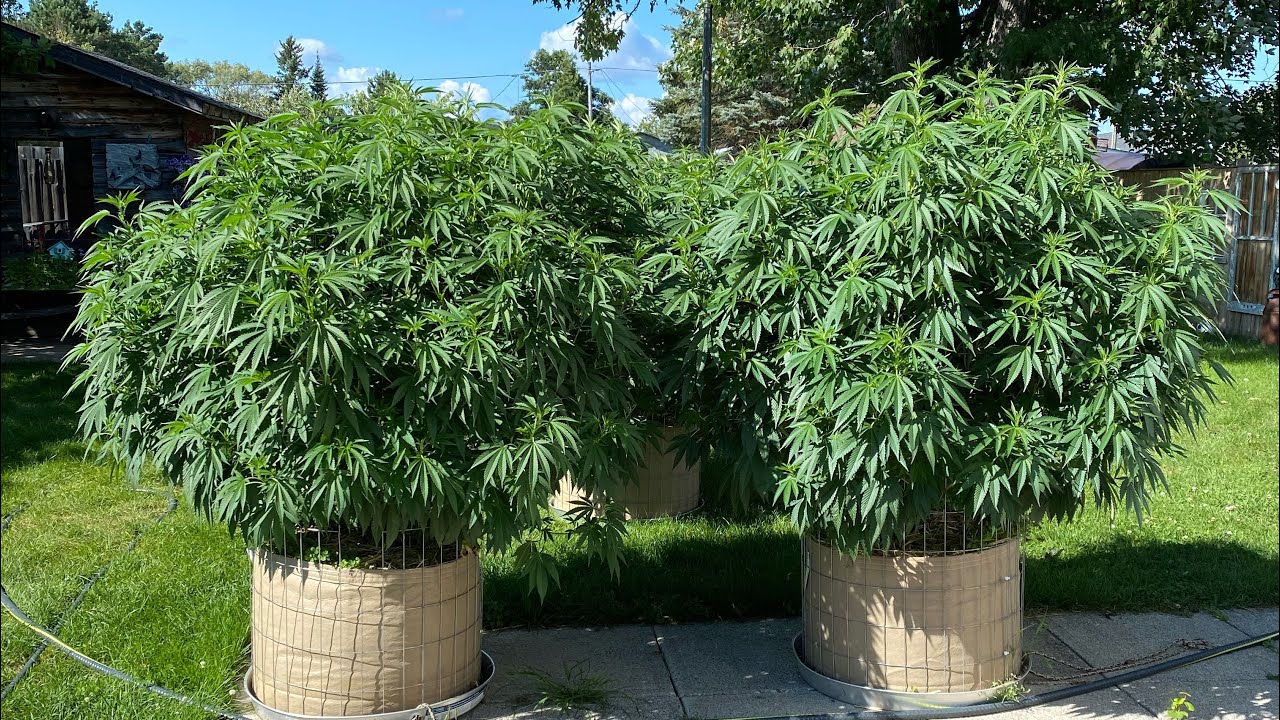 Training cannabis for yield - auto flower update - branch training