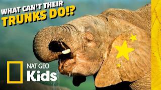 what you didn t know elephants could do their trunks nat