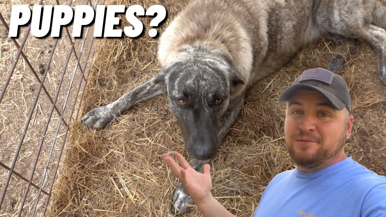 IS OUR LIVESTOCK GUARDIAN DOG HIDING HER PUPPIES? YouTube