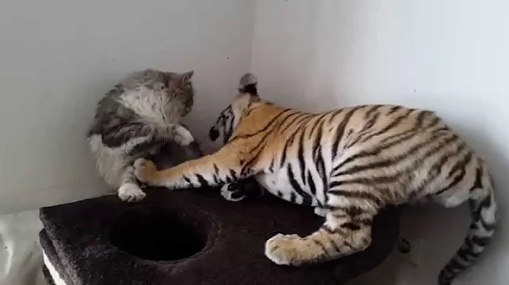 Tiger cub playing with a house cat! - DayDayNews