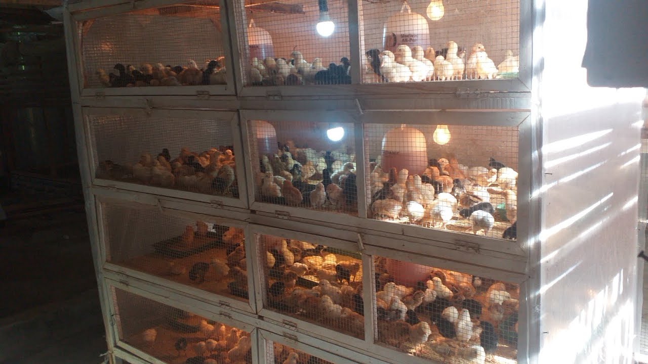 ternak ayam joper per ekor minimal untung 5rb rupiah, lumayan dong kalo