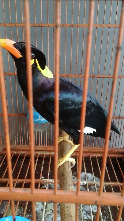 BURUNG BEO MUDA BELAJAR BERTERIAAKKK 😂😂😀 ALIAS BUNYI #shorts