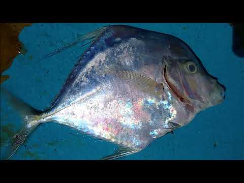 سمكة الجمل سمكة الزبيدي